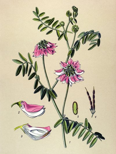 Botanical Board, Plant: Coronilla Bigarree (Coronilla varia) by Unbekannter Künstler