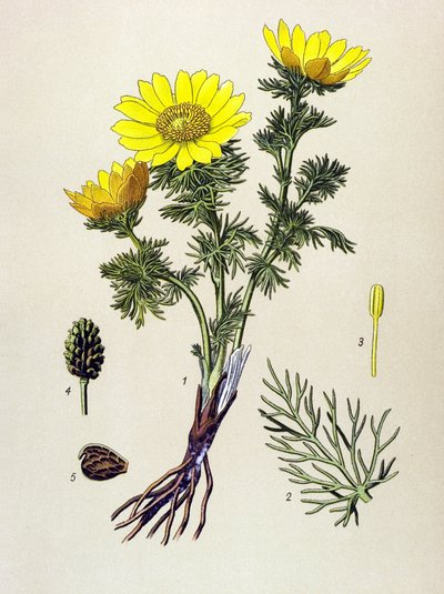 Botanical Board, Poisonous and Medicinal Plant: Spring Adonis (Adonis vernalis) by Unbekannter Künstler