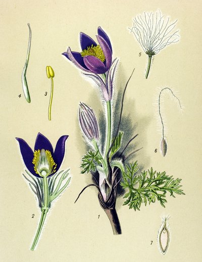 Botanical Board, Toxic and Medicinal Plant: Common Pulsatilla (Anemone pulsatilla, Pulsatilla vulgaris) by Unbekannter Künstler