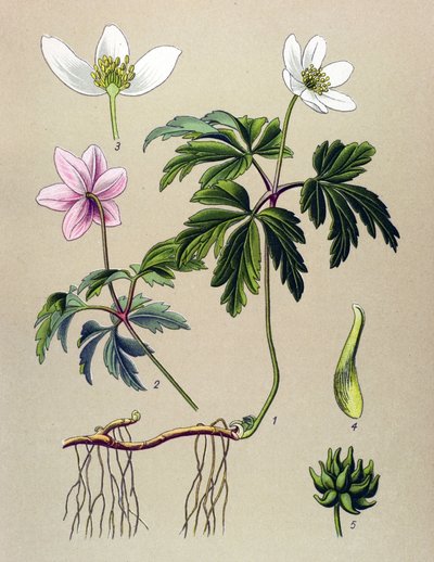 Botanical Board, Toxic and Medicinal Plant: Anemone of the Woods (Anemone nemorosa) by Unbekannter Künstler