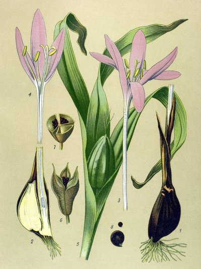 Botanical Board, Toxic and Medicinal Plant: Autumn Colchial (Colchicum autumnale) by Unbekannter Künstler