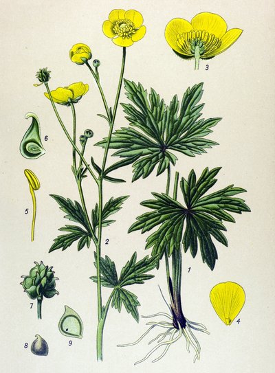Botanical Board, Poisonous and Medicinal Plant: Buttercup (Ranunculus acris) by Unbekannter Künstler