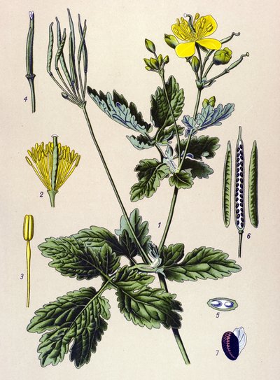 Botanical Board, Toxic and Medicinal Plant: Chelidoine or Large Chelidoine (Chelidonium majus) by Unbekannter Künstler