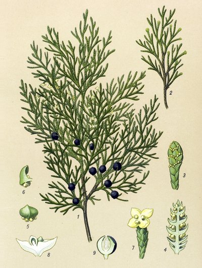 Botanical Board, Toxic and Medicinal Plant: Sabine Juniper (Juniperus sabina) by Unbekannter Künstler