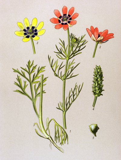 Botanical Board, Toxic and Medicinal Plant: Summer Adonis (Adonis aestivalis) by Unbekannter Künstler