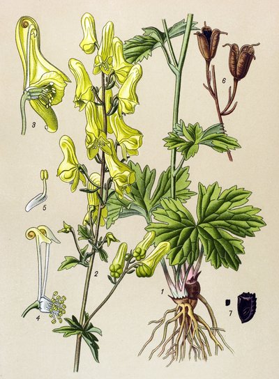 Botanical Board, Toxic and Medicinal Plant: Wolf-Killer (Aconitum lycoctonum) by Unbekannter Künstler