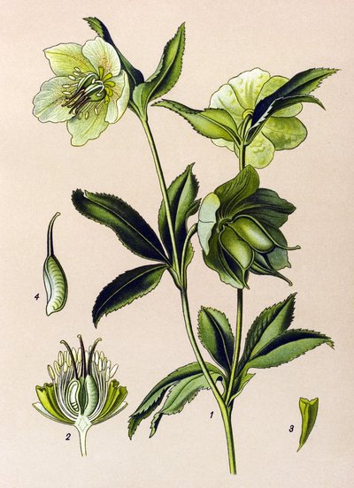 Botanical Board: Green Hellebore (Helleborus viridis) by Unbekannter Künstler