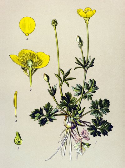Botanical Board, Toxic Plant: Bulbous Buttercup or Golden Bud (Ranunculus bulbosus) by Unbekannter Künstler