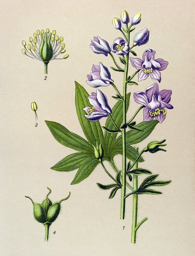 Botanical Board, Poisonous Plant: Dolphinella Staphysegar (Delphinium staphysagria) by Unbekannter Künstler