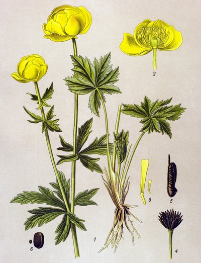 Botanical Board, Toxic Plant: European Troll (Trollius europaeus) by Unbekannter Künstler