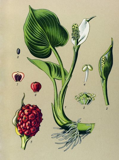 Botanical Board: Marsh Calla (Calla palustris) by Unbekannter Künstler