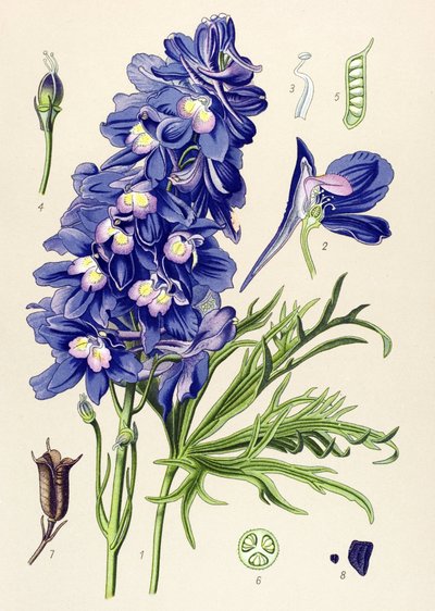 Botanical Board, Toxic Plant: Delphinium or Larkspur (Delphinium grandiflorum) by Unbekannter Künstler