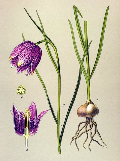 Botanical Board, Toxic Plant: Guinea Fowl (Fritillaria meleagris) by Unbekannter Künstler