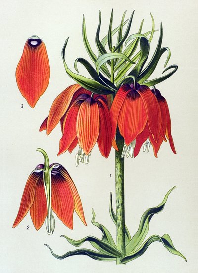 Botanical Board: Imperial Fritillaria (Fritillaria imperialis) by Unbekannter Künstler