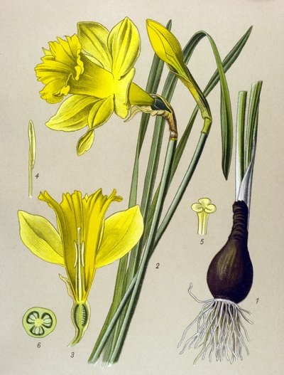 Botanical Board, Toxic Plant: Yellow Narcissus (Narcissus pseudonarcissus) by Unbekannter Künstler