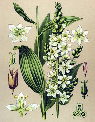 Botanical Board, Venomous (Toxic) and Medicinal Plant: White Veratrum by Unbekannter Künstler