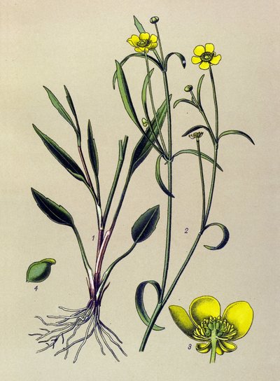 Botanical Board, Toxic and Medicinal Plant: Flame Buttercup, Small Moat or Small Flame (Ranunculus flammula) by Unbekannter Künstler
