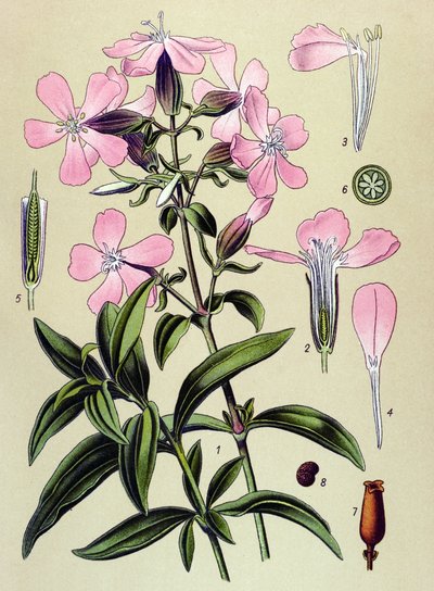 Botanical Board, Toxic and Medicinal Plant: Saponaria Officinalis (Saponaria officinalis) by Unbekannter Künstler