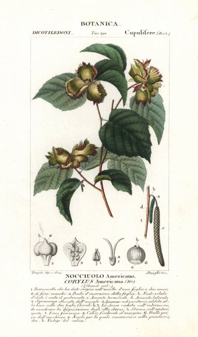 Botanical board: hazelnut and hazelnut - American hazelnut, Corylus americana, native to North America. Handcoloured copperplate stipple engraving from Jussieu