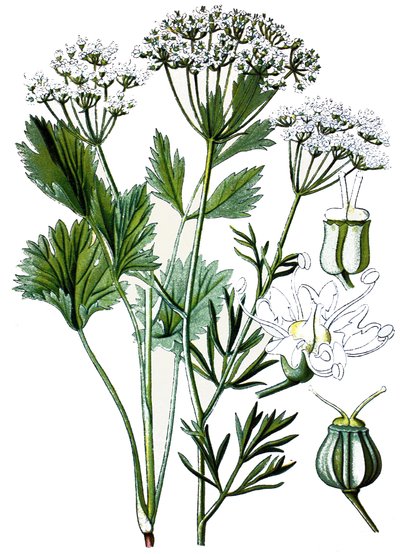 Botanical Board, Medicinal Plant: Anise by Unbekannter Künstler
