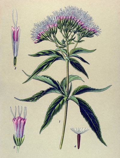 Botanical Board, Plant: Hemp-leaved Eupatorium (Eupatorium cannabinum) by Unbekannter Künstler