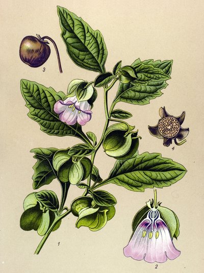 Botanical Board, Plant: Perou Pear or Perou Apple (Nicandra physaloides) by Unbekannter Künstler