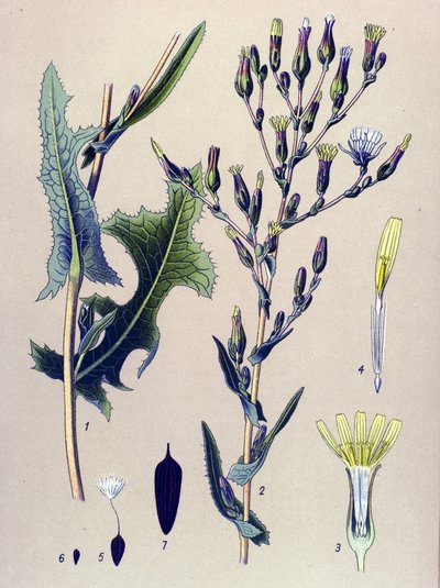 Botanical Board, Plant: Scarole Lettuce or Wild Lettuce (Lactuca scariola, Lactuca serriola) by Unbekannter Künstler