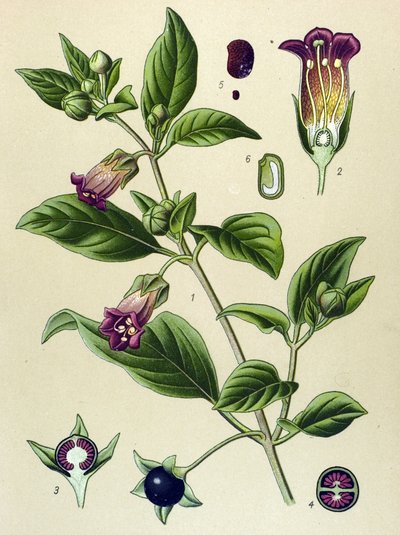 Botanical board, plant of La belladonna (Atropa belladonna) by Unbekannter Künstler