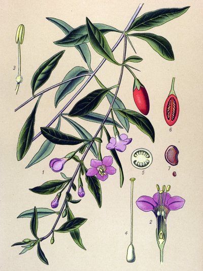 Botanical Board, Plant of Traditional Chinese Medicine: Common Lyciet (Lycium halimifolium) by Unbekannter Künstler
