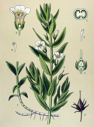 Botanical Board, Plant: Gratiole Officinale (Gratiola officinalis) by Unbekannter Künstler