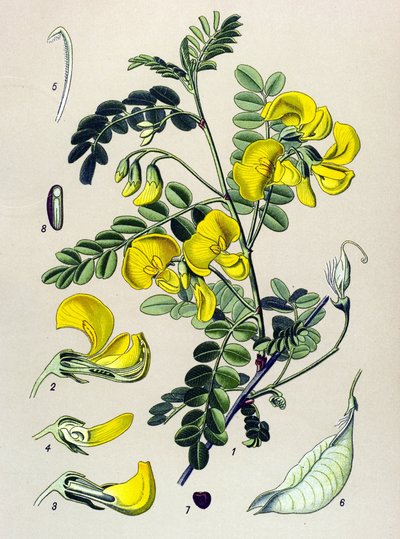 Botanical Board, Plant: Tree Bander (Colutea arborescens) by Unbekannter Künstler