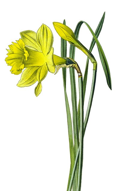 Botanical Board, Plant: Yellow Narcissus or Trumpet Narcissus (Narcissus pseudonarcissus) by Unbekannter Künstler