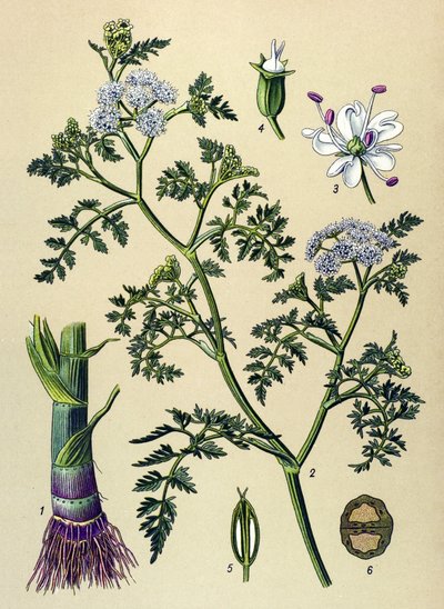 Botanical Board, Poisonous and Medicinal Plant: Aquatic Oenanthe (Oenanthe aquatica) by Unbekannter Künstler