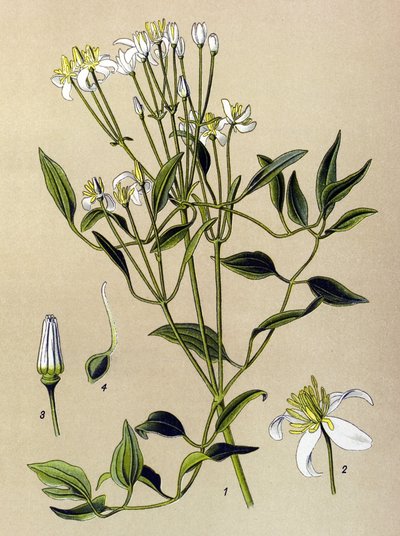 Botanical Board, Poisonous and Medicinal Plant: Erect Clematis (Clematis recta) by Unbekannter Künstler