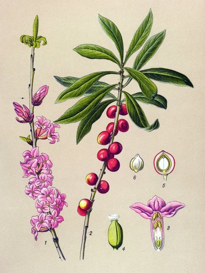 Botanical Board, Poisonous and Medicinal Plant: Pretty Wood (Daphne Mezereum) by Unbekannter Künstler