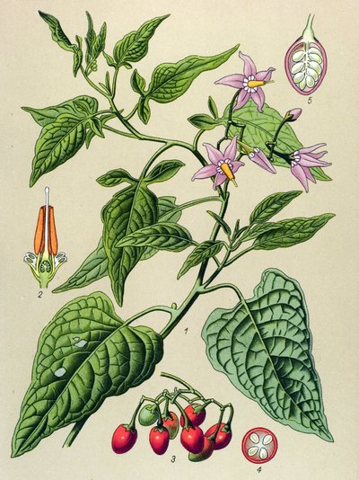 Botanical Board, Poisonous and Medicinal Plant: The Sweet Bitter (Solanum dulcamara) by Unbekannter Künstler