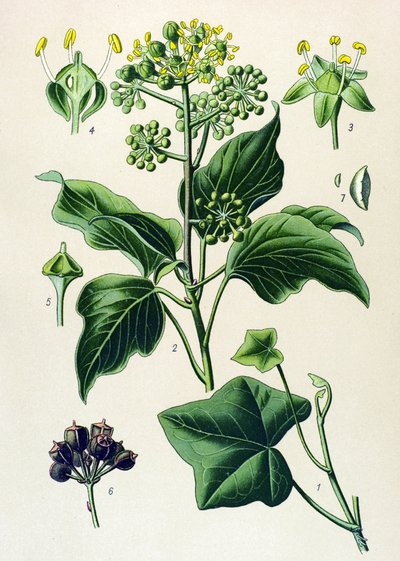 Botanical Board, Poisonous and Medicinal Plant: Climbing Ivy or Common Ivy (Hedera helix) by Unbekannter Künstler
