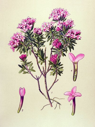 Botanical Board, Poisonous Plant: Camelee or Camelee of the Alps (Daphne Cneorum) by Unbekannter Künstler