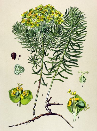 Botanical Board, Toxic and Medicinal Plant: Euphorbia Small Cypress (Euphorbia cyparissias) by Unbekannter Künstler
