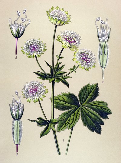 Botanical Board, Toxic and Medicinal Plant: Large Astrance (Astrantia major) by Unbekannter Künstler