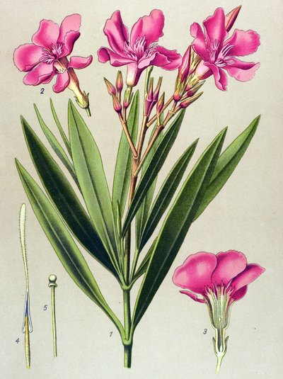 Botanical Board, Toxic and Medicinal Plant: Pink Bay Leaf (Nerium oleander) by Unbekannter Künstler