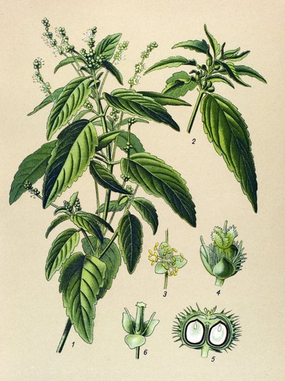 Botanical Board, Poisonous Plant: Annual Mercuriale (Mercurialis annua) by Unbekannter Künstler