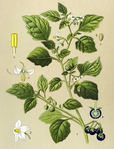 Botanical Board, Toxic Plant: Black Nightshade (Solanum nigrum) by Unbekannter Künstler