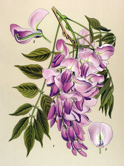 Botanical Board, Toxic Plant: Chinese Wisteria (Wistaria chinensis) by Unbekannter Künstler