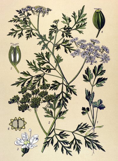 Botanical Board, Toxic Plant: Dog Parsley or Fake Parsley (Aethusa cynapium) by Unbekannter Künstler
