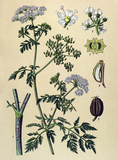 Botanical Board, Toxic Plant: Hemlock (Conium maculatum) by Unbekannter Künstler