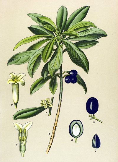 Botanical Board, Poisonous Plant: Laurel (Daphne Laureola) by Unbekannter Künstler