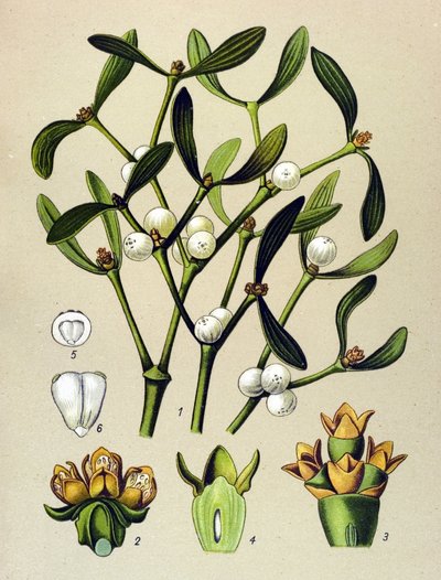 Botanical Board, Toxic Plant: Leafy Mistletoe (Viscum album) by Unbekannter Künstler