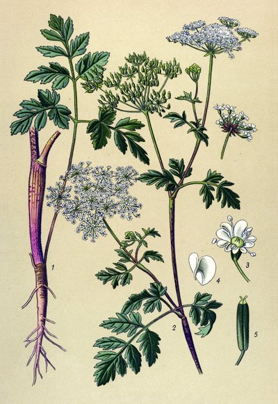 Botanical Board, Toxic Plant: Leaning Chervil (Chaerophyllum temulum) by Unbekannter Künstler