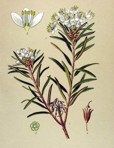 Botanical Board, Toxic Plant: Marsh Ledon (Ledum palustre) by Unbekannter Künstler